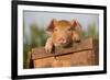 Piglet in Antique Wooden Egg Box, Findlay, Ohio, USA-Lynn M^ Stone-Framed Photographic Print