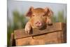Piglet in Antique Wooden Egg Box, Findlay, Ohio, USA-Lynn M^ Stone-Mounted Photographic Print