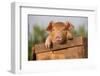 Piglet in Antique Wooden Egg Box, Findlay, Ohio, USA-Lynn M^ Stone-Framed Photographic Print