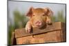 Piglet in Antique Wooden Egg Box, Findlay, Ohio, USA-Lynn M^ Stone-Mounted Photographic Print