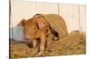 Piglet in Burlap Feed Bag and Straw, Findlay, Ohio, USA-Lynn M^ Stone-Stretched Canvas