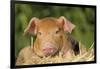 Piglet in Burlap Feed Bag and Straw, Findlay, Ohio, USA-Lynn M^ Stone-Framed Photographic Print