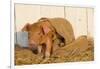 Piglet in Burlap Feed Bag and Straw, Findlay, Ohio, USA-Lynn M^ Stone-Framed Photographic Print