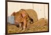 Piglet in Burlap Feed Bag and Straw, Findlay, Ohio, USA-Lynn M^ Stone-Framed Photographic Print