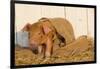 Piglet in Burlap Feed Bag and Straw, Findlay, Ohio, USA-Lynn M^ Stone-Framed Photographic Print