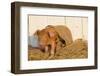 Piglet in Burlap Feed Bag and Straw, Findlay, Ohio, USA-Lynn M^ Stone-Framed Photographic Print