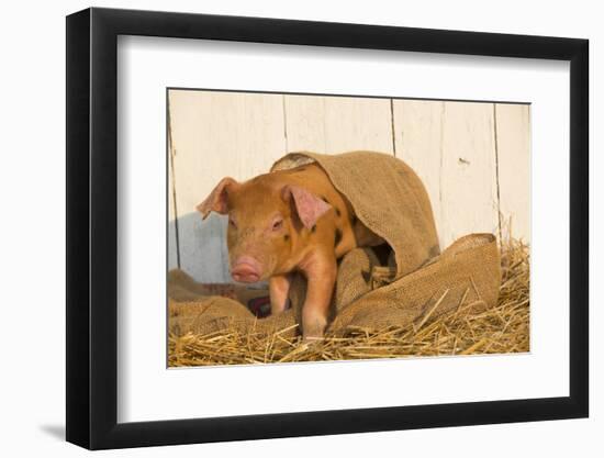 Piglet in Burlap Feed Bag and Straw, Findlay, Ohio, USA-Lynn M^ Stone-Framed Photographic Print