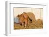 Piglet in Burlap Feed Bag and Straw, Findlay, Ohio, USA-Lynn M^ Stone-Framed Photographic Print