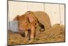 Piglet in Burlap Feed Bag and Straw, Findlay, Ohio, USA-Lynn M^ Stone-Mounted Photographic Print