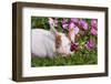 Piglet in Grass and Garden Flowers, Dekalb, Illinois, USA-Lynn M^ Stone-Framed Photographic Print