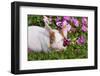 Piglet in Grass and Garden Flowers, Dekalb, Illinois, USA-Lynn M^ Stone-Framed Photographic Print