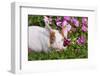 Piglet in Grass and Garden Flowers, Dekalb, Illinois, USA-Lynn M^ Stone-Framed Photographic Print