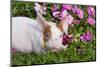 Piglet in Grass and Garden Flowers, Dekalb, Illinois, USA-Lynn M^ Stone-Mounted Photographic Print