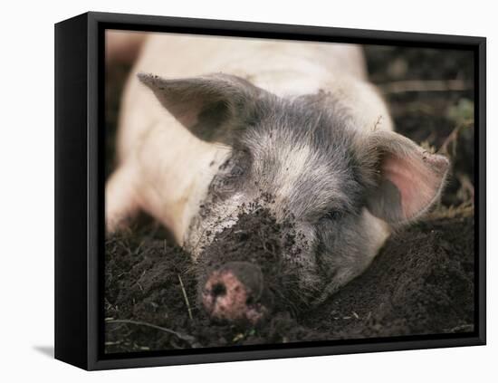 Piglet In Mud-Bjorn Svensson-Framed Stretched Canvas