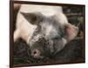 Piglet In Mud-Bjorn Svensson-Framed Photographic Print