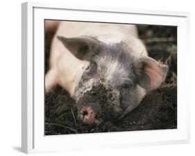 Piglet In Mud-Bjorn Svensson-Framed Photographic Print