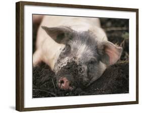 Piglet In Mud-Bjorn Svensson-Framed Photographic Print