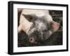 Piglet In Mud-Bjorn Svensson-Framed Photographic Print