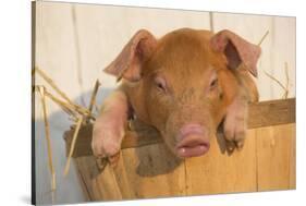 Piglet in Peach Basket, Findlay, Ohio, USA-Lynn M^ Stone-Stretched Canvas