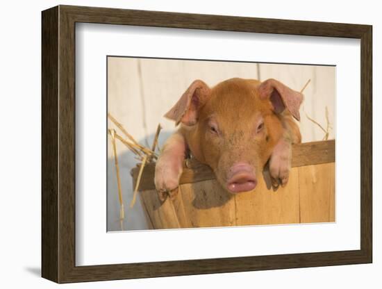 Piglet in Peach Basket, Findlay, Ohio, USA-Lynn M^ Stone-Framed Photographic Print
