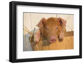 Piglet in Peach Basket, Findlay, Ohio, USA-Lynn M^ Stone-Framed Photographic Print