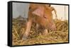 Piglet in Straw, Findlay, Ohio, USA-Lynn M^ Stone-Framed Stretched Canvas