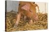 Piglet in Straw, Findlay, Ohio, USA-Lynn M^ Stone-Stretched Canvas