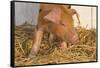 Piglet in Straw, Findlay, Ohio, USA-Lynn M^ Stone-Framed Stretched Canvas