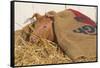 Piglet in Straw, Findlay, Ohio, USA-Lynn M^ Stone-Framed Stretched Canvas