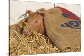 Piglet in Straw, Findlay, Ohio, USA-Lynn M^ Stone-Stretched Canvas