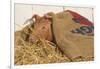 Piglet in Straw, Findlay, Ohio, USA-Lynn M^ Stone-Framed Photographic Print