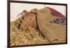 Piglet in Straw, Findlay, Ohio, USA-Lynn M^ Stone-Framed Photographic Print