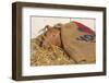 Piglet in Straw, Findlay, Ohio, USA-Lynn M^ Stone-Framed Photographic Print