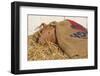 Piglet in Straw, Findlay, Ohio, USA-Lynn M^ Stone-Framed Photographic Print