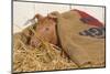 Piglet in Straw, Findlay, Ohio, USA-Lynn M^ Stone-Mounted Photographic Print