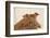 Piglet in Straw, Findlay, Ohio, USA-Lynn M^ Stone-Framed Photographic Print