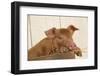 Piglet in Straw, Findlay, Ohio, USA-Lynn M^ Stone-Framed Photographic Print