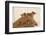 Piglet in Straw, Findlay, Ohio, USA-Lynn M^ Stone-Framed Photographic Print