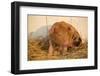 Piglet in Straw, Findlay, Ohio, USA-Lynn M^ Stone-Framed Photographic Print