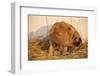 Piglet in Straw, Findlay, Ohio, USA-Lynn M^ Stone-Framed Photographic Print