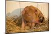 Piglet in Straw, Findlay, Ohio, USA-Lynn M^ Stone-Mounted Photographic Print