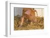 Piglet in Straw, Findlay, Ohio, USA-Lynn M^ Stone-Framed Photographic Print