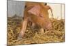 Piglet in Straw, Findlay, Ohio, USA-Lynn M^ Stone-Mounted Photographic Print