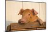 Piglet in Wooden Box, Findlay, Ohio, USA-Lynn M^ Stone-Mounted Photographic Print