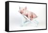 Piglet Laying in Deckchair-null-Framed Stretched Canvas