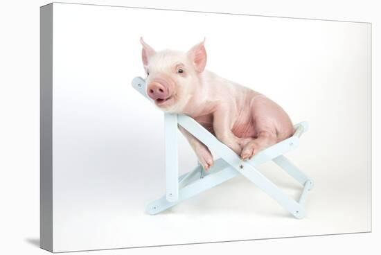 Piglet Laying in Deckchair-null-Stretched Canvas