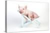 Piglet Laying in Deckchair-null-Stretched Canvas