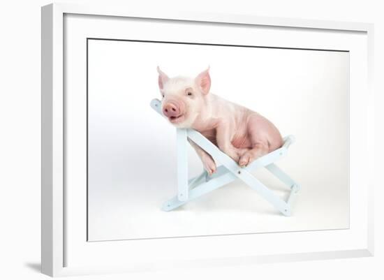 Piglet Laying in Deckchair-null-Framed Photographic Print