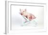 Piglet Laying in Deckchair-null-Framed Photographic Print