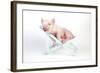 Piglet Laying in Deckchair-null-Framed Photographic Print